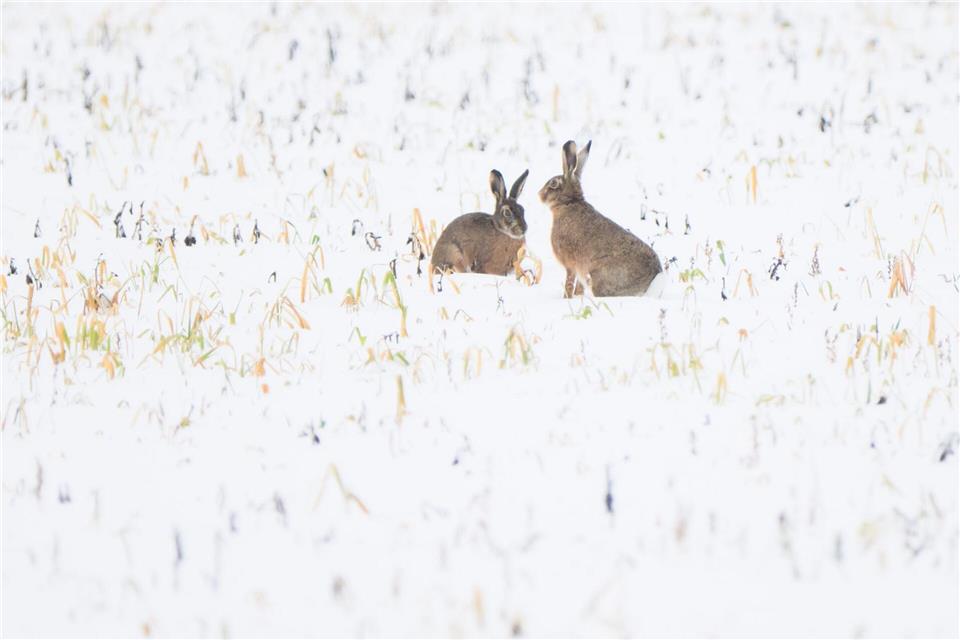 Trotz Schneefall war vor allem der Dezember nach Experteneinschätzung bislang zu trocken in Deutschland. (Symbolbild)Julian Stratenschulte/dpa