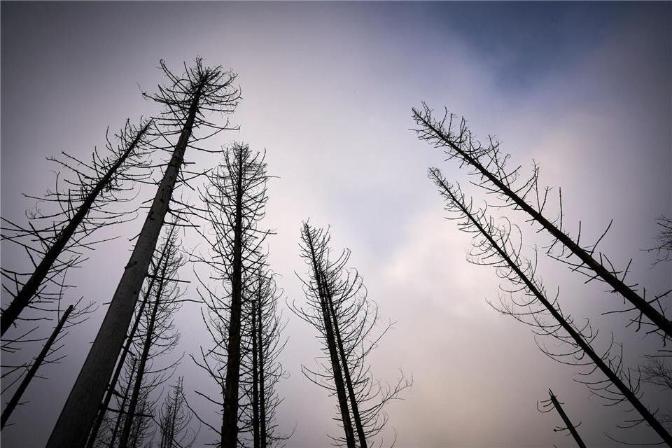 Trotz der positiven Entwicklung sind die Wälder durch den Klimawandel mit mehr Trockenheit, Luftschadstoffe und Schädlingsbefall belastet.Sascha Ditscher/dpa