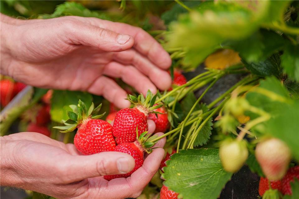 Trotz gestiegener Kosten bleibt der Preis für Erdbeeren laut Bauernverband relativ stabil. Andreas Arnold/dpa