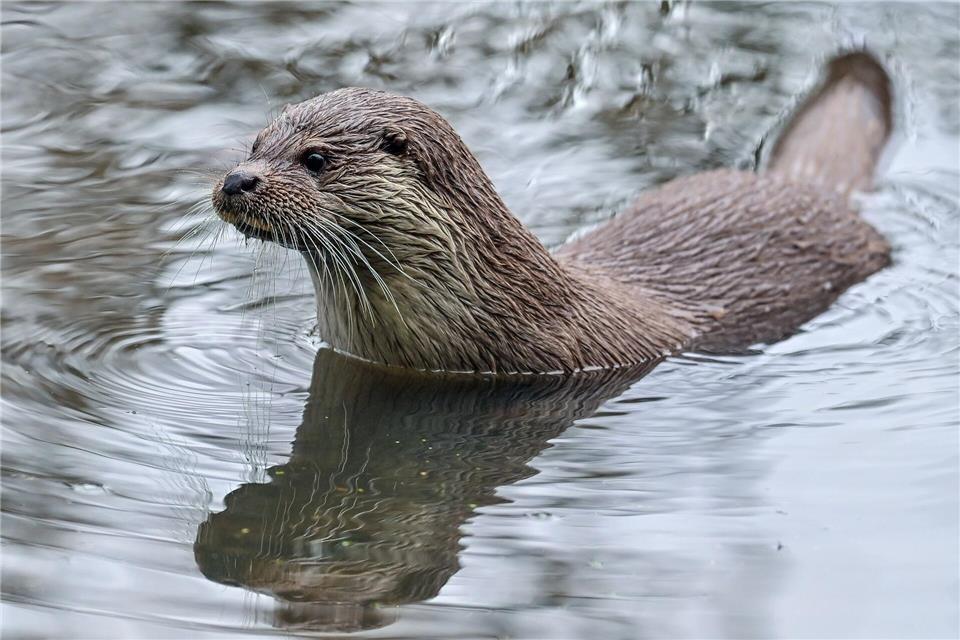 Trotz seiner scheuen Lebensweise hat das Tier mit dem glänzenden Fell und den wachsamen Augen viele Fans. „Die Menschen empfinden ihn als niedlich, das hilft uns im Naturschutz enorm“, erklärte Otter-Expertin Hundertmark. (Archivbild)Patrick Pleul/dpa-Zentralbild/dpa
