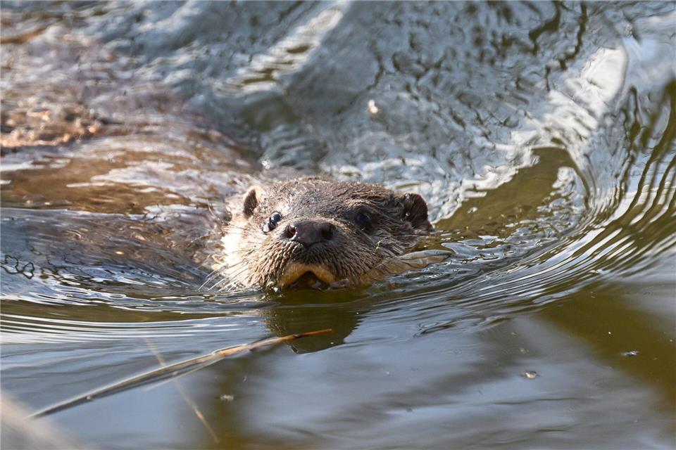 Trotz seiner scheuen Lebensweise hat das Tier mit dem glänzenden Fell und den wachsamen Augen viele Fans. „Die Menschen empfinden ihn als niedlich, das hilft uns im Naturschutz enorm“, erklärt Otter-Expertin Hundertmark. (Archivbild)Bernd Weißbrod/dpa