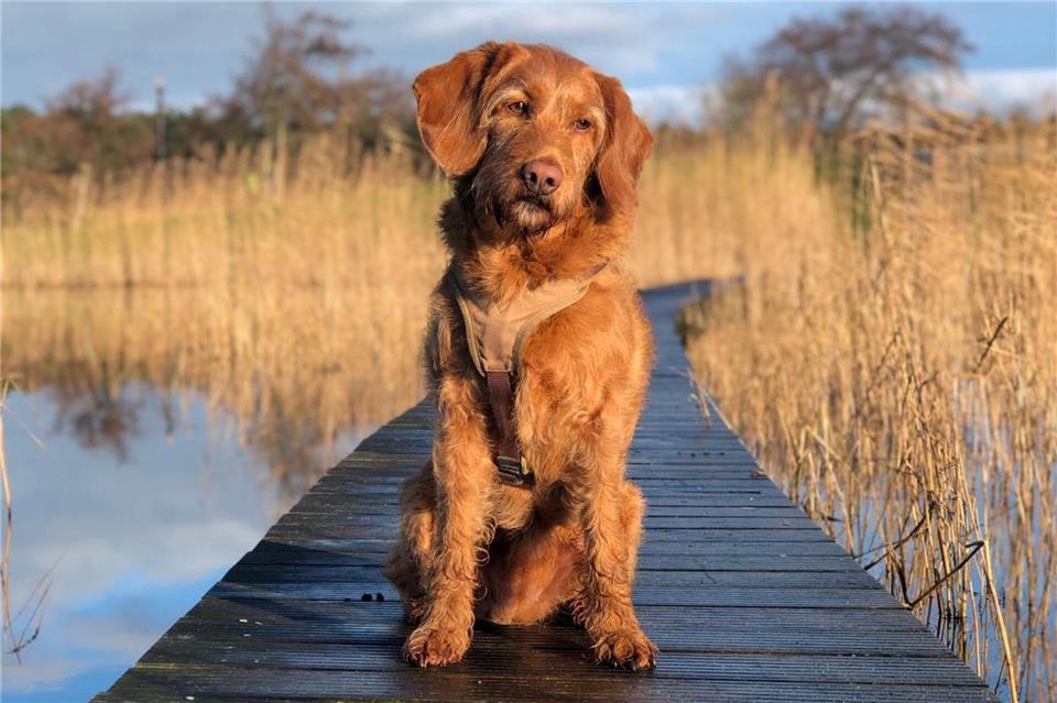 Trulla ist der schönste Hund im BZ-Verbreitungsgebiet.
