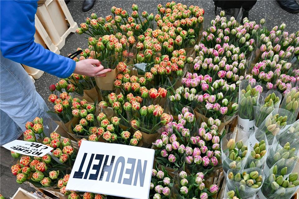 Tulpen sind beliebte Frühlingsblumen - nicht nur in Potsdam zum Tulpenfest. (Archivbild) Jens Kalaene/dpa