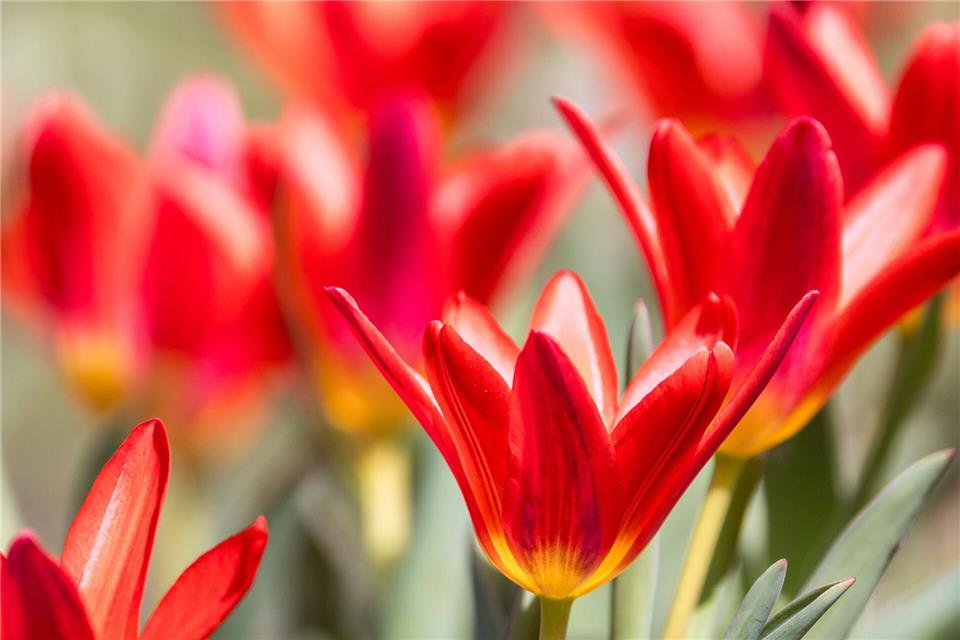 Tulpen wachsen auf einer Wiese in Südbrandenburg. Frank Hammerschmidt/dpa