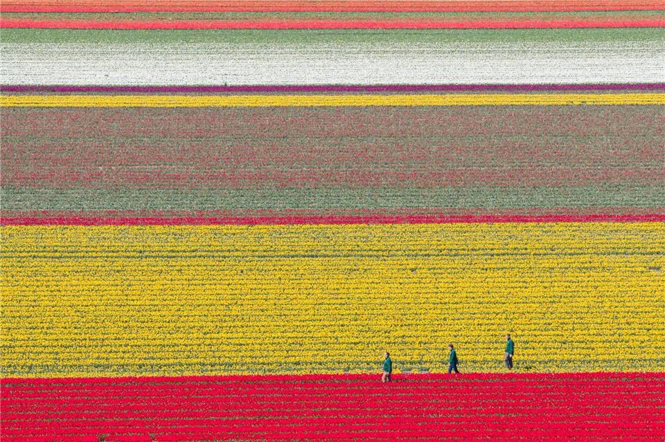 Tulpen wachsen zur Zwiebelvermehrung auf einem Tulpenfeld des Eickenhofs im Landkreis Gifhorn.Julian Stratenschulte/dpa