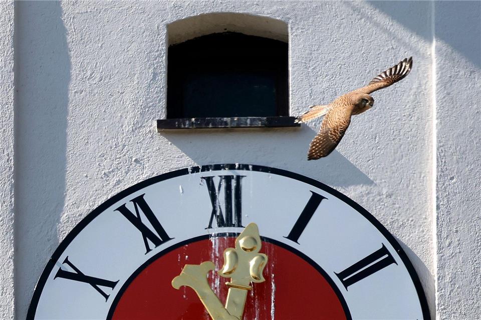 Turmfalke fliegt über Kirchturmuhr der Sankt Cosmas Kirche in Kaufbeuren.Karl-Josef Hildenbrand/dpa