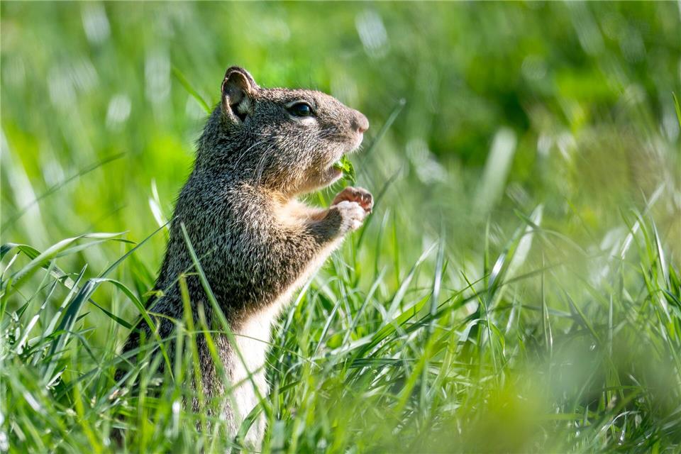 USA in Oregon: Kalifornischer Ziesel legt eine Gras-Pause auf der Wiese an der Landstraße einRobin Loznak/ZUMA Press Wire/dpa
