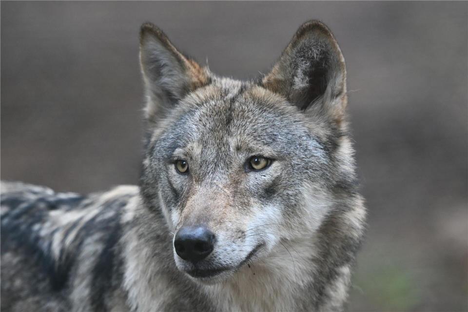 Über 100 Nutztiere wurden von den Wölfen im aktuellen Monitoringjahr getötet. Arne Dedert/dpa