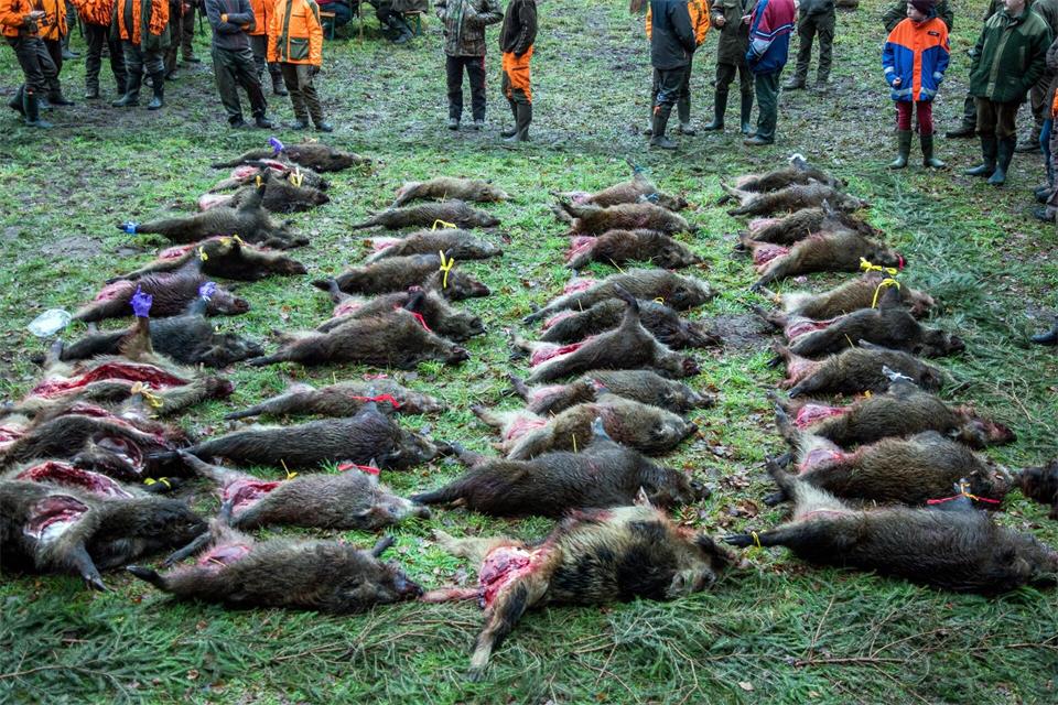 Über 80.000 Wildschweine wurde in der vorigen Jagdsaison in MV erlegt. (Archivbild)Jens Büttner/ZB/dpa