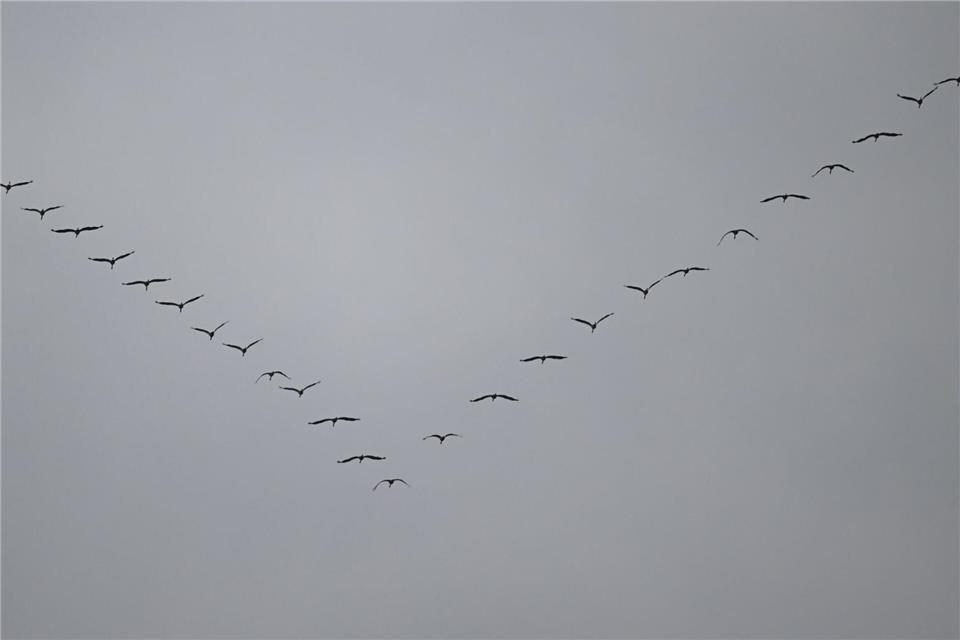Über Rheinland-Pfalz fliegen in den kommenden Wochen viele Zugvögel. (Archivfoto)Arne Dedert/dpa