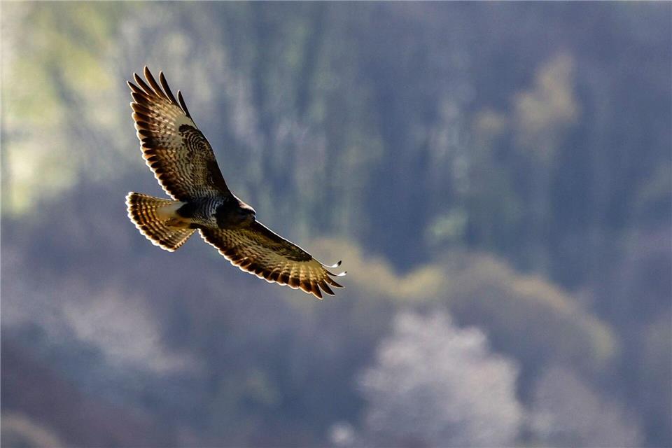 Über den Baumwipfeln: Ein Greifvogel fliegt mit ausgebreiteten Schwingen.Thomas Banneyer/dpa