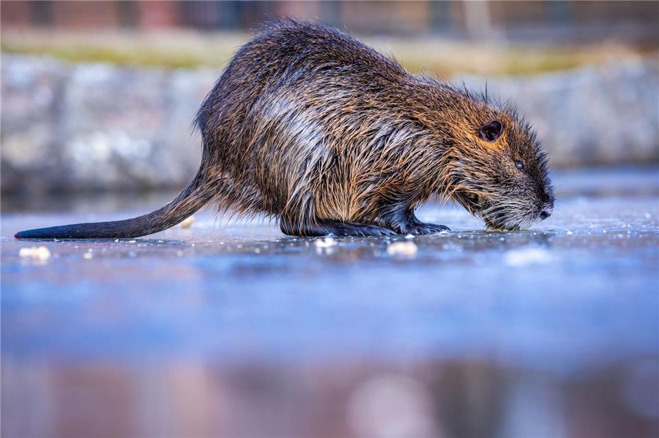 Über ein Drittel der Jagdreviere melden bundesweit ein Nutria-Vorkommenn - besonders dramatisch ist die Lage in Bremen und Hamburg (Symbolbild).Jens Büttner/dpa