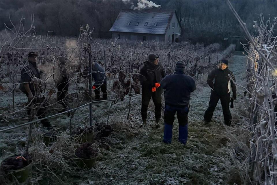 Über ein Dutzend Helfer waren beim Weingut Bad Sulza im Einsatz. Kathrin Clauß/Thüringer Weingut Bad Sulza/dpa