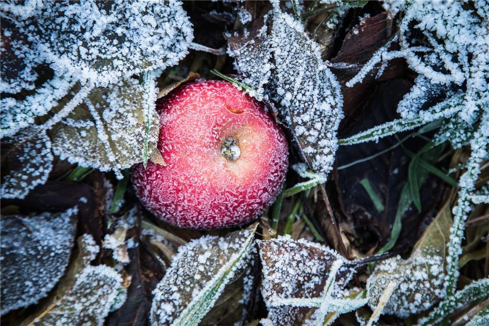 Überbleibsel: Wer im Herbst etwas Fallobst liegenlässt, schenkt etwa Gartenvögeln eine wertvolle Nahrungsquelle.picture alliance / dpa-tmn