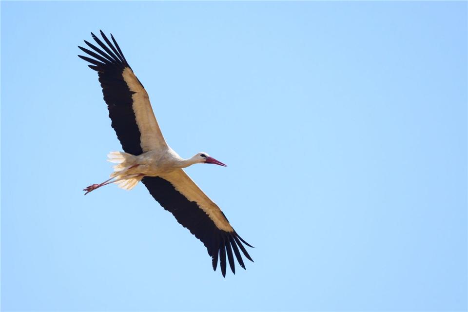Überflieger: Mit 15.000 Weißstorch-Brutpaaren rechnet der Nabu in dieser Saison. (Archivbild)Patrick Pleul/dpa
