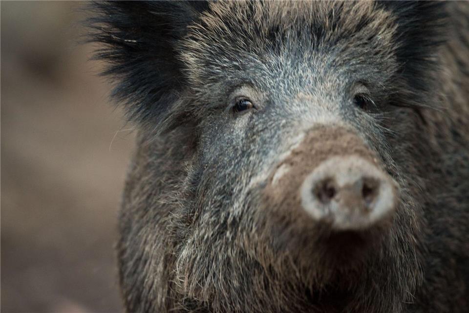 Übler Gestank: Acht Wildschweinkadaver waren in dem Anhänger gelagert. (Symbolbild)Lino Mirgeler/dpa