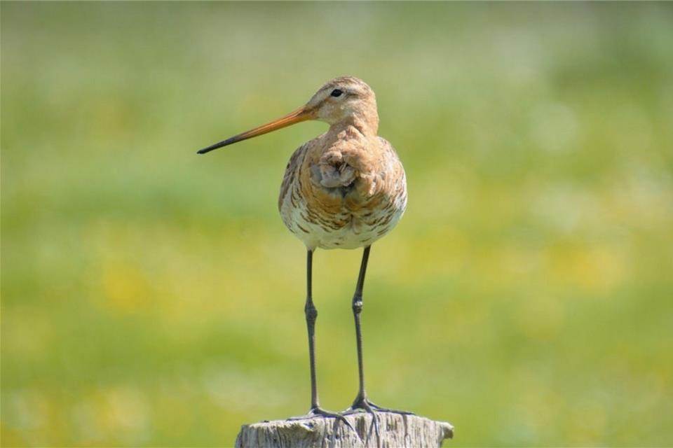 Wiesenvögel sollen besser geschützt werden Uferschnepfen sind im Kreis Borken durch Rabenkrähen stark gefährdet, hat die Biologische Station Zwillbrock festgestellt.