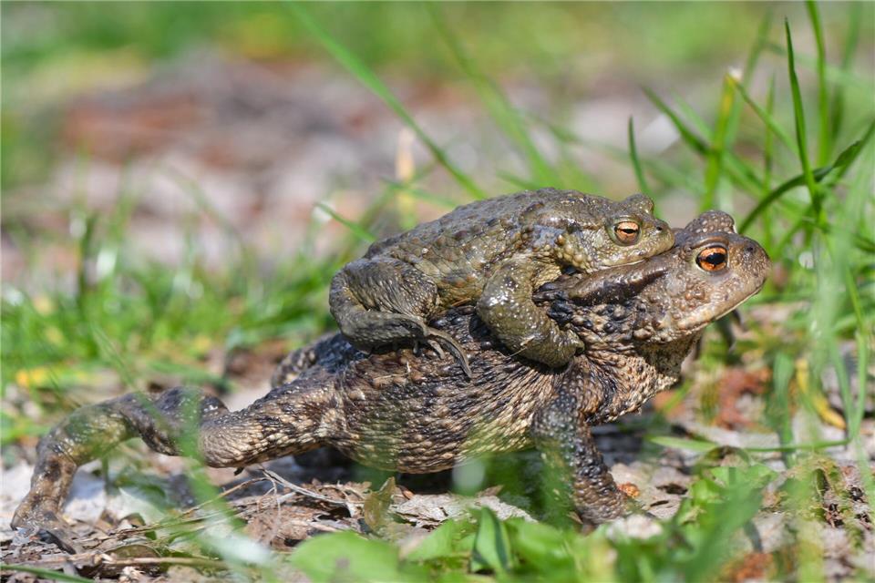 Um Energie zu sparen, lassen sich manche Männchen von den Weibchen kutschieren. (Archivbild).Patrick Pleul/dpa-Zentralbild/ZB