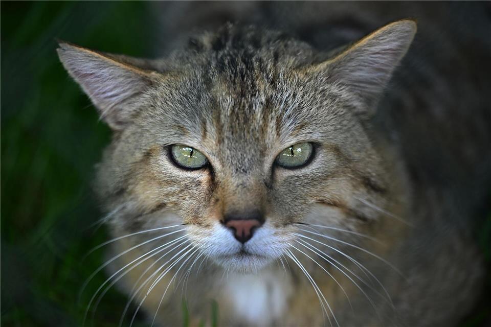Um Lebensräume vor allem auch für Wildkatzen zu verbessern, pflanzt der Umweltschutzverband BUND auch in Thüringen Bäume und Sträucher. (Archivfoto)Martin Schutt/dpa