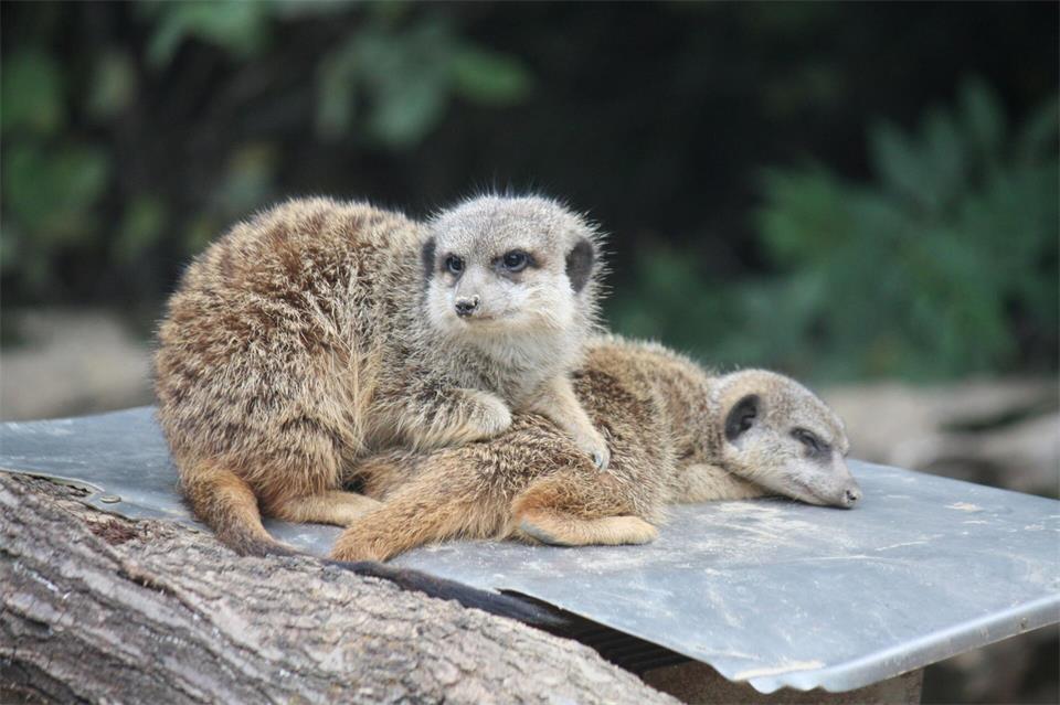 Um auch bei kühleren Temperaturen draußen sein zu können, bietet der Frankfurter Zoo den Erdmännchen Wärmeplatten an.---/Zoo Frankfurt/dpa