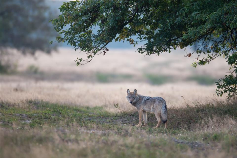 Um das Thema Wolf hat sich eine zuweilen hitzige Diskussion entwickelt.