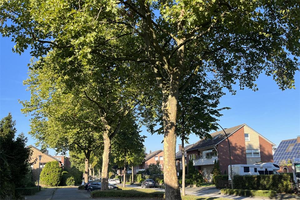 Um den Schutz bestimmter privater Bäume wird in Raesfeld weiter politisch gestritten. Solche öffentlichen Bäume wie zum Beispiel die Platanen am Südring sind von dieser umstrittenen Regelung weiter nicht erfasst.
