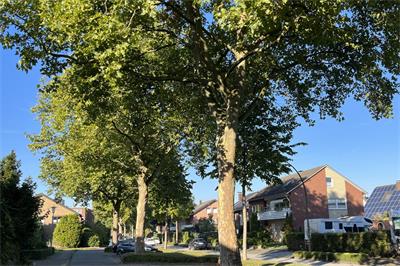 Tree protection: Council postpones vote again