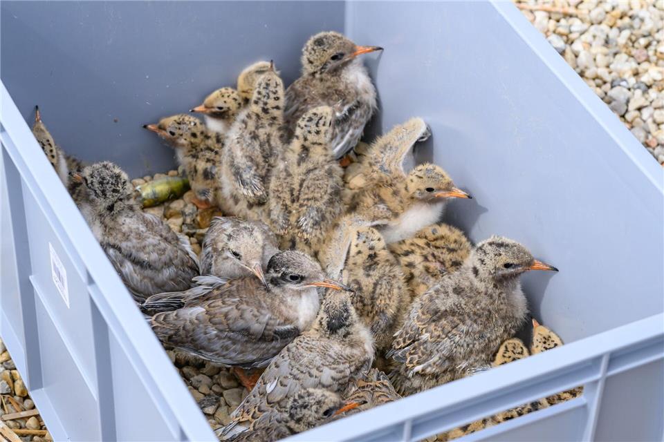 Um den Überblick zu behalten, sammeln die Vogelschützer die Tiere erst in eine Kiste ein.Patrick Pleul/dpa