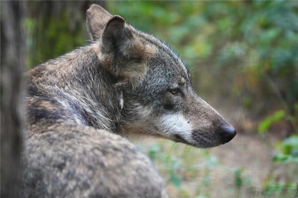 Um den Wolf gibt es in Brandenburg seit langer Zeit Streit. (Archivbild)Soeren Stache/dpa