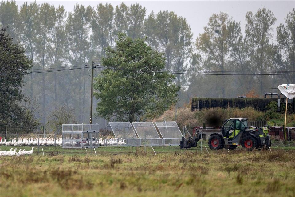 Um die 5.000 Gänse des Spargelhofs Kremmen müssen wegen der Vogelgrippe getötet werden. Sie kommen zunächst in Gitterboxen. Christophe Gateau/dpa