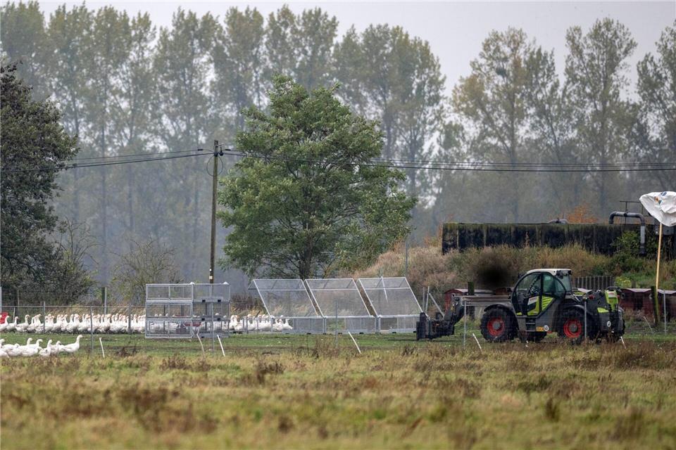 Um die 5.000 Gänse des Spargelhofs Kremmen müssen wegen der Vogelgrippe getötet werden. Sie kommen zunächst in Gitterboxen.Christophe Gateau/dpa