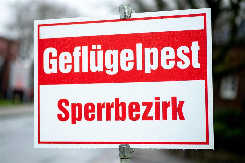Um die Tierbestände gegen einen erneuten Ausbruch der Geflügelpest zu schützen, sind aus Sicht von Fachleuten auch Impfungen notwendig. (Archivbild)Hauke-Christian Dittrich/dpa