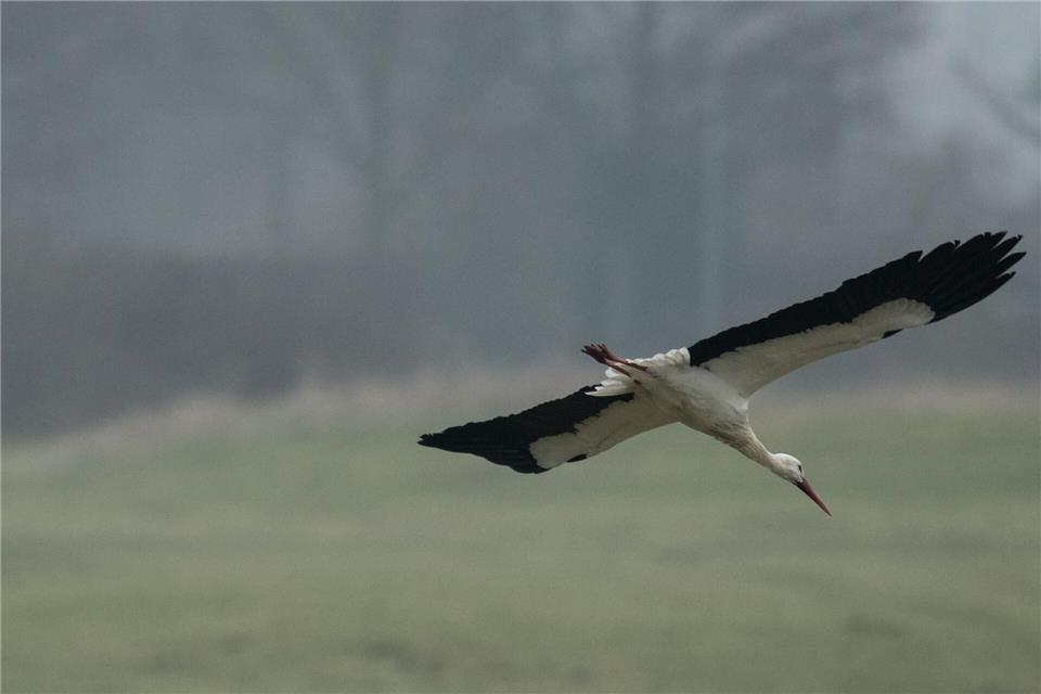 Um die besten Brutstandorte gibt es einen Konkurrenzkampf. Fabian Strauch/dpa