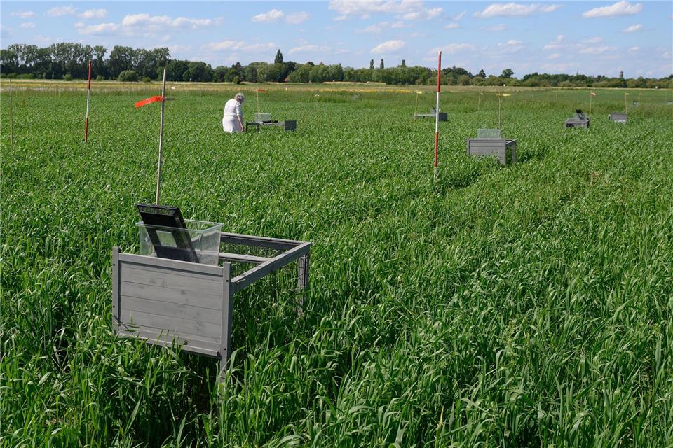 Bedrohte Feldhamster in Göttingen ausgewildert  Um sich an ihre neue Umgebung zu gewöhnen, werden die Tiere in Gitterboxen ausgesetzt.Swen Pförtner/dpa