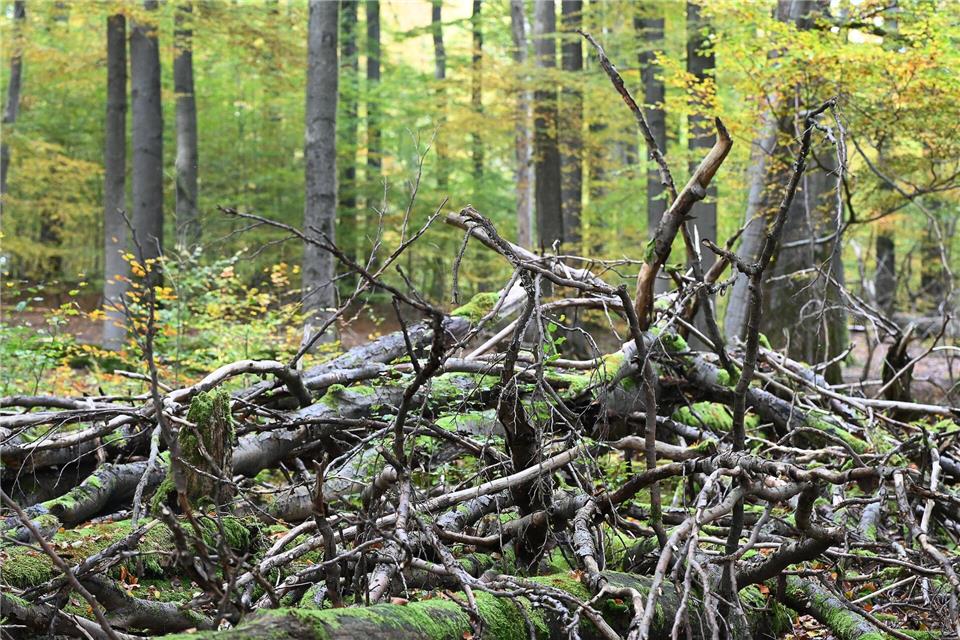 Umgestürzte Bäume und Äste werden im Wildnisgebiet nicht geräumt. (Archivbild)Swen Pförtner/dpa