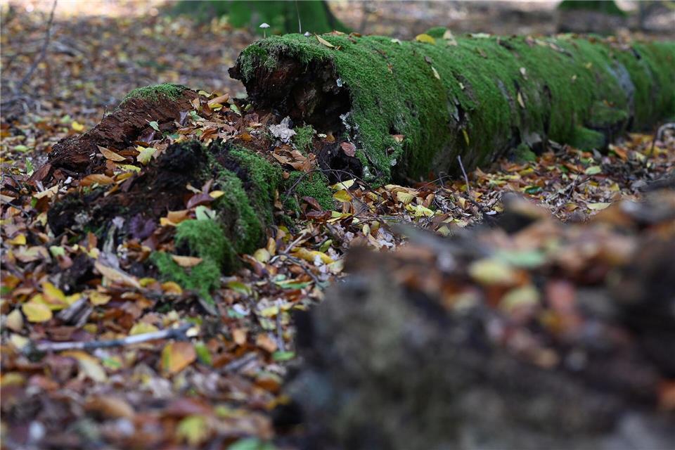 Umgestürzte Bäume werden im Wildnisgebiet nicht geräumt. (Archivbild)Swen Pförtner/dpa