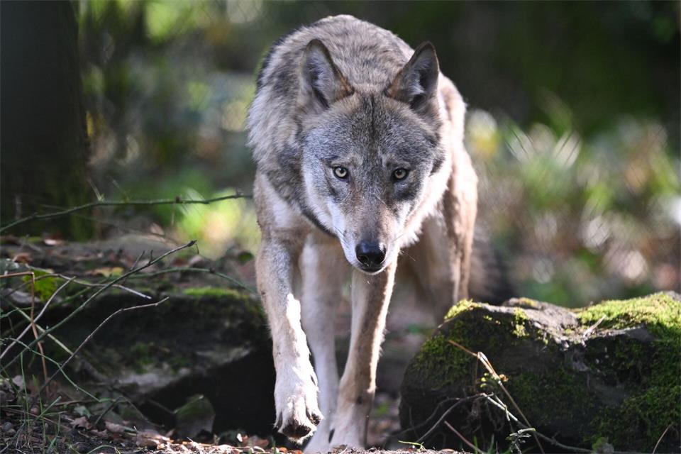 Umweltaktivisten kämpfen gegen die Jagd auf „GW2478m“. Nun hat das Gericht ihren Eilantrag abgelehnt. (Symbolbild)Arne Dedert/dpa
