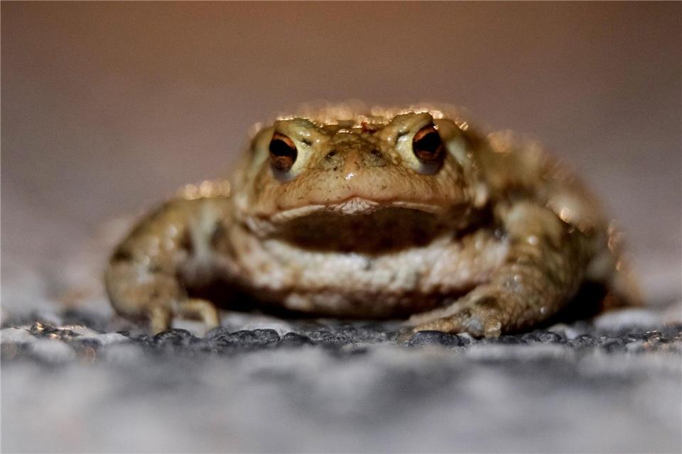 Umweltmobile aus ganz Deutschland treffen sich an diesem Donnerstag in Naunhof bei Leipzig (Symbolbild).Sebastian Willnow/dpa