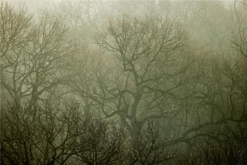 Umweltverbände sorgen sich angesichts vieler Bauprojekte um die biologische Vielfalt in Leipzig (Archivbild).Jan Woitas/dpa-Zentralbild/dpa