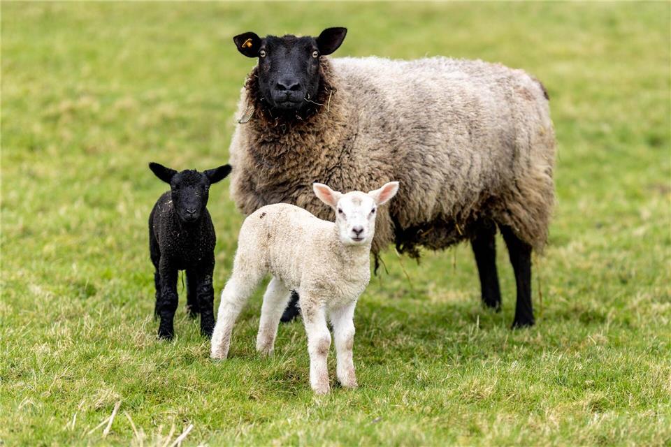 Unbekannte stehlen elf tragende Schafe aus Stall  Unbekannte Täter haben aus einem Stall in Rhüden elf tragende Schafe gestohlen. (Archivbild)Axel Heimken/dpa