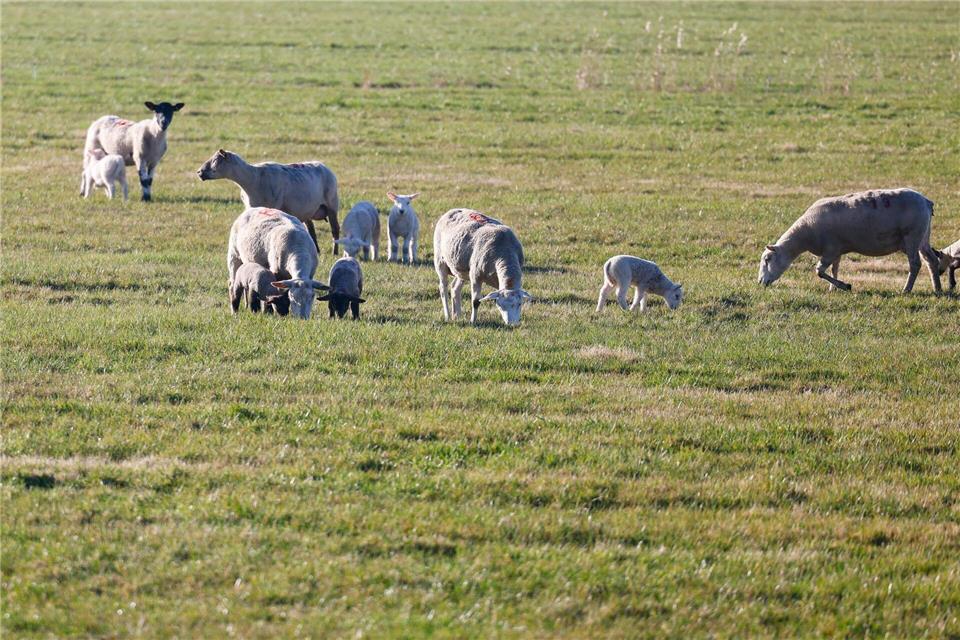 Unbekannte haben 25 Mutterschafe von einer Weide in Brunsbüttel gestohlen. (Symbolbild)Frank Molter/dpa