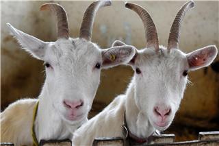 Unbekannte schlachten Ziegen auf Weide