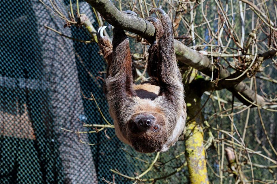 Und es bewegt sich doch: Faultier Fauli genießt die Frühlingssonne.Bernd Wüstneck/dpa