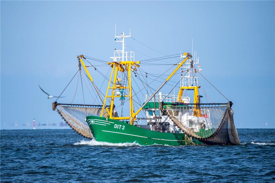 Unerwartet viele Krabben gingen den Küstenfischern 2025 in der Nordsee ins Netz. (Archivbild)Sina Schuldt/dpa