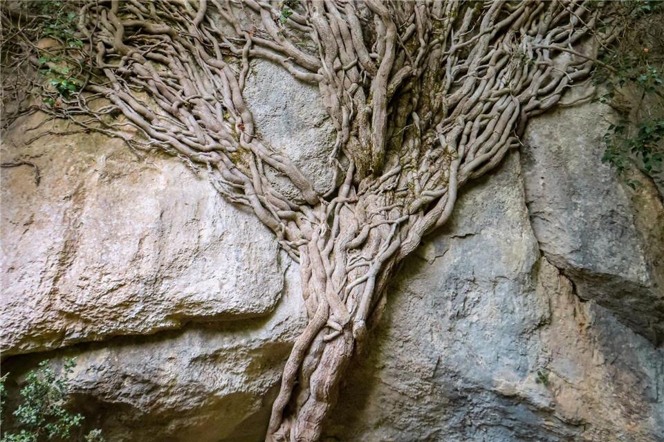 Unerwartetes Naturkunstwerk am Wegesrand: Efeu an einer Felswand.Luisa Heyer/dpa-tmn