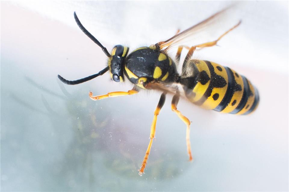 Unfallursache Wespe: Der bei dem Unfall verletzte Mann gab an, dass er wegen des Insekts die Kontrolle über sein Fahrzeug verloren habe. (Symbolbild)picture alliance/dpa
