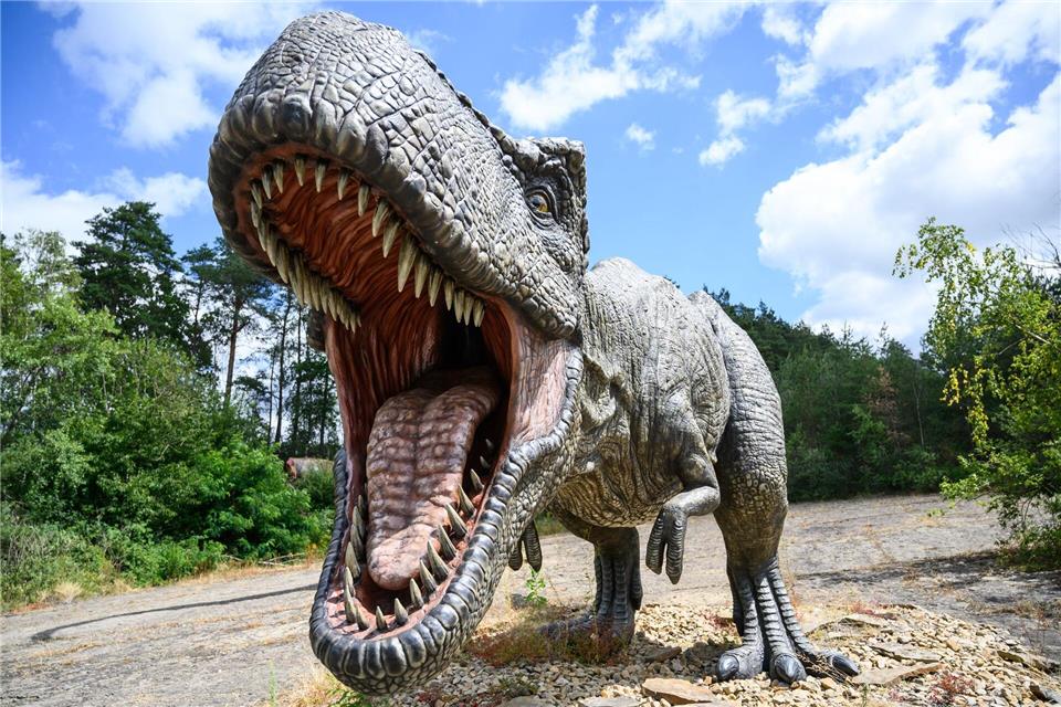 Ungefähr 15 bis 20 Jahre dauert es, bis ein Mensch ausgewachsen ist - beim gigantischen Tyrannosaurus rex waren es wohl zwei Jahrzehnte mehr.Christophe Gateau/dpa