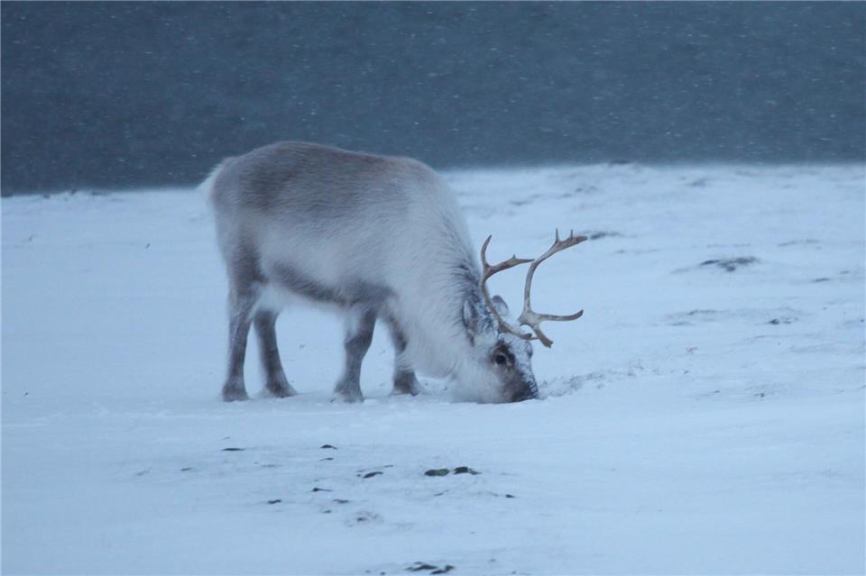 Ungefähr 22.000 Rentiere sind auf Spitzbergen zuhause. (Archivbild)Steffen Trumpf/dpa