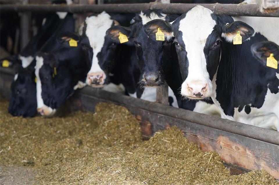 Ungefähr ein Drittel der gesamten Verkaufserlöse in der Landwirtschaft werden über die Milch erzielt. (Archivbild)Marcus Brandt/dpa