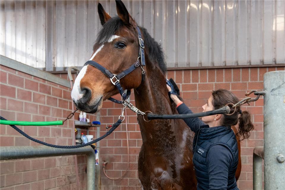 Unglaublich schön für Wallach „Unglaublich“: Mit einem Waschhandschuh massiert Katja Arends das Shampoo in sein Fell.